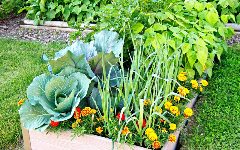 Seedlings Of Flowers And Vegetables